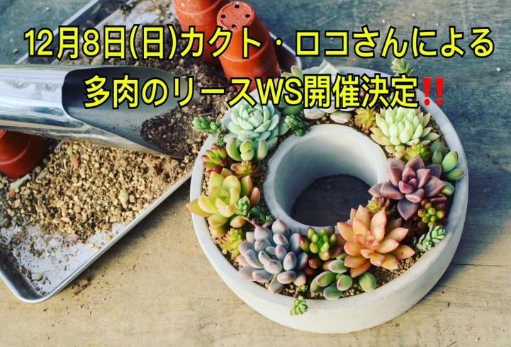 多肉植物のリース「多肉植物のリースWS開催します！」