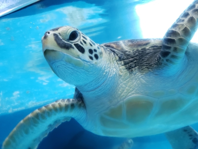 のとじま水族館にて「貴重な体験でした」