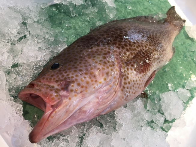 高級魚ハタ「心配に及ばず… 」