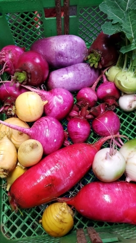 「☆カラフル野菜の小山農園、根菜類も最盛期です☆」