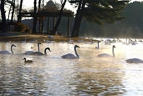 大塚池と冬の風物詩　白鳥「路線バスの旅　大塚池散策と極楽湯」