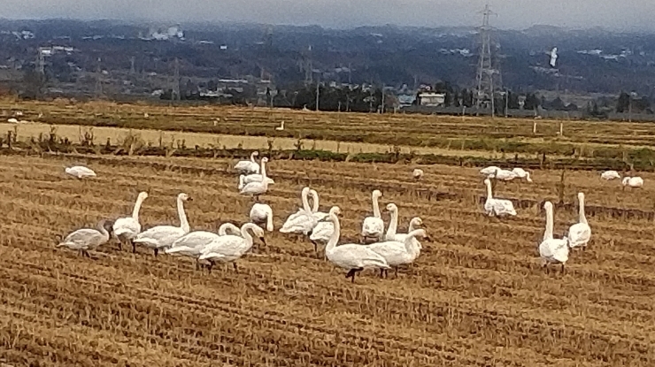 遥々...シベリアからやってきました(*^。^*)「「白鳥さんが湯川村にもやってきた！」ほぐし屋本舗の上空が通勤路？？？」