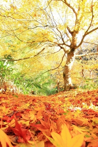 「紅葉も終わりに・・・冬がそこに」