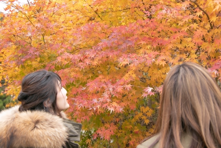 紅葉綺麗だね！（なな、かすみ）「① ななとかすみの湯谷温泉旅行」