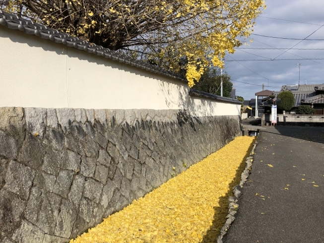 銀杏の葉が落ちて黄色の絨毯に。「西条市氷見『吉祥寺』の銀杏の葉の黄色い絨毯がキレイです。」