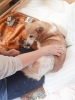 Happytail老犬ホーム 夜間見守りスタッフ有 老犬介護 新潟市 Happy Tail ハッピーテイル のニュース まいぷれ 新潟市