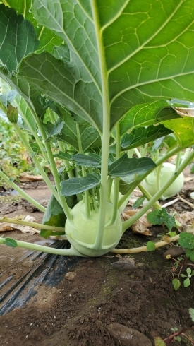 コールラビー、カブとキャベツを掛け合わせた野菜です「☆カラフル野菜の小山農園、収穫量も少なめになってきました☆」