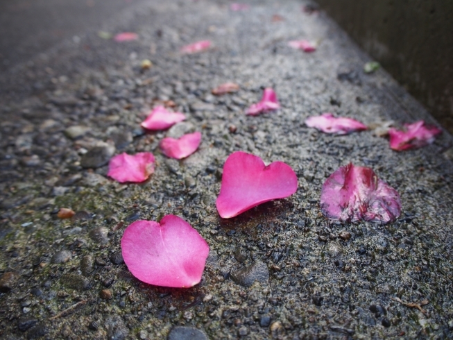 「減腔整体すいみんDAYのおしらせ」