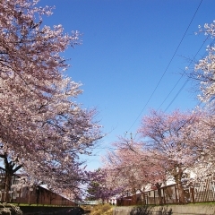 旧軽川緑地の桜