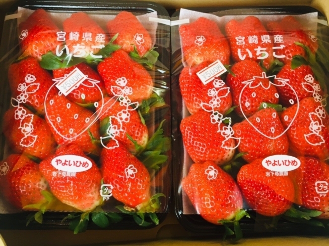 「宮崎県産のイチゴが入荷しました！【野菜・果物は清武の黒木商店で♪】」