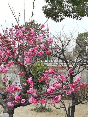 緑とのコントラストがきれいですね「【弁天池公園】～今日のことわざ～　梅干しと友達は古いほど良い」