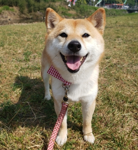 「２月の休診のお知らせ」