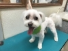 1月27日 カットコースのミントちゃん 犬猫のトリミング屋さんぽちのうち 犬 猫のトリミング屋さん ぽちのうちのニュース まいぷれ 習志野市