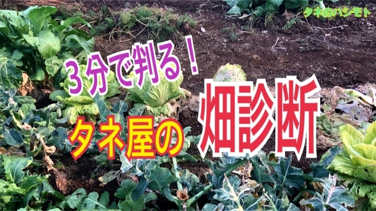 「土を分析して上手な野菜作り【家庭菜園向け】　タネのハシモト」