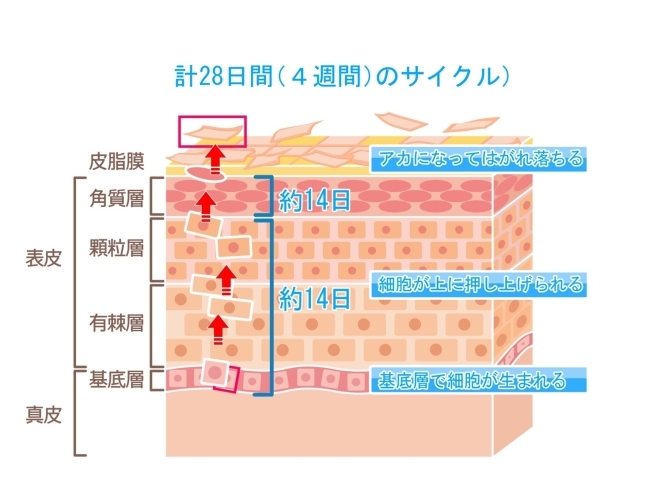 美容鍼なら肌表面だけでなく肌の奥までアプローチ「肌のターンオーバー」