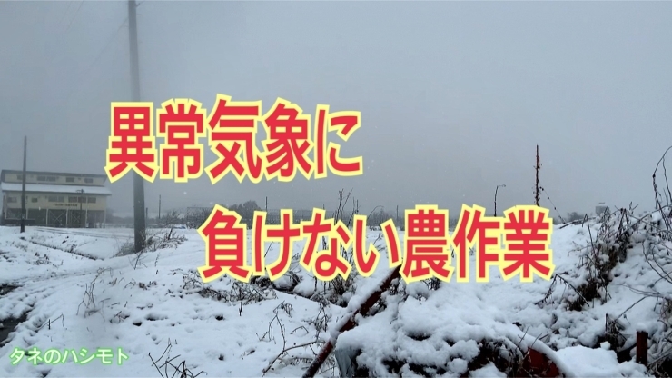 「【気象変動】を予測して作物を健全に生育♪ タネのハシモト」