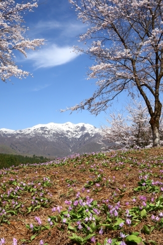松永徳明「里山の春」「日本全国の四季の美しい自然をより美しくとらえた写真展「四季の彩り」が2月15日から始まります！」