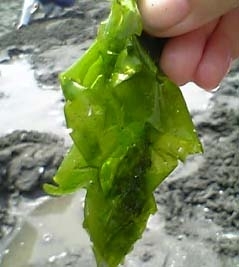 やたら落ちているこの海藻。<br>これってワカメなの？<br>