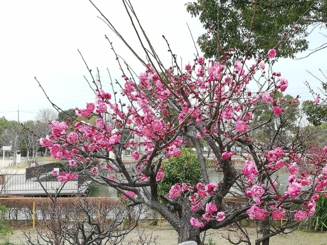 今回は弁天池公園で咲いていた梅の写真です「【事務局通信】令和2年2月号を掲載しました」