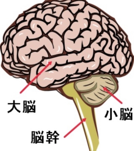 「寝たきり予防の最新メソッド！小脳トレーニング氣功功法でもできます。」