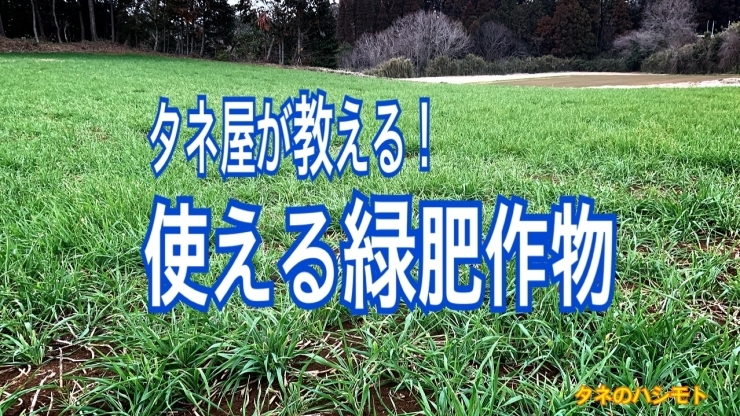 「家庭菜園で絶対に家庭菜園で絶対につかえる緑肥作物【厳選7品目】　タネのハシモト」