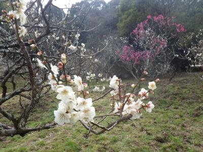 「滝の宮公園（日本庭園）梅の開花状況について」