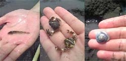 あさりの他にも海の動物たちがこんなに。<br>左からハゼ、カニ、やどかり。<br>