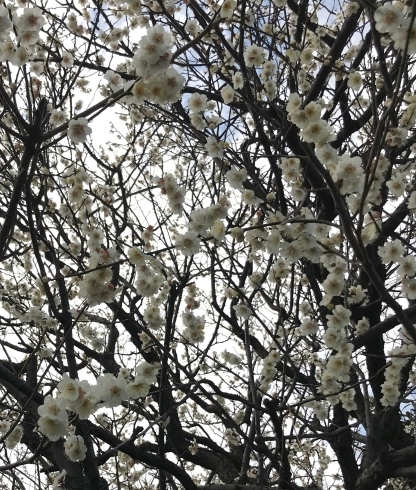 Spring Plum Blossoms 「Teacher'sコーナー16号 Spring is here!?【蘇我駅近くの英会話教室】043-209-2310」