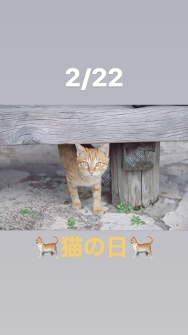 2/22猫の日「猫の日です。新潟の漁協⚓食堂でお魚ランチはいかがですか？本日のおすすめmenu✨いか丼……¥900-(スルメイカ)です。(o^∀^o)」