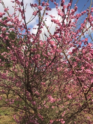 「今治市桜井も梅の見頃です」