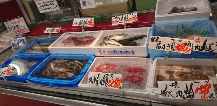 地魚限定販売。「八千代市、佐倉市の鮮魚店  京成、東葉勝田台駅から徒歩10分　 魚や山粋（ヤマスイ) 【特売情報）地魚から旬物、人気の定番品まで大奉仕。)】」