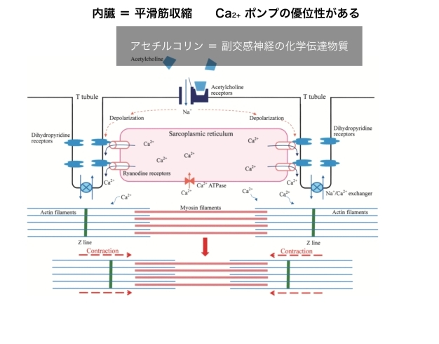 「肝臓の血流変化メカニズム」