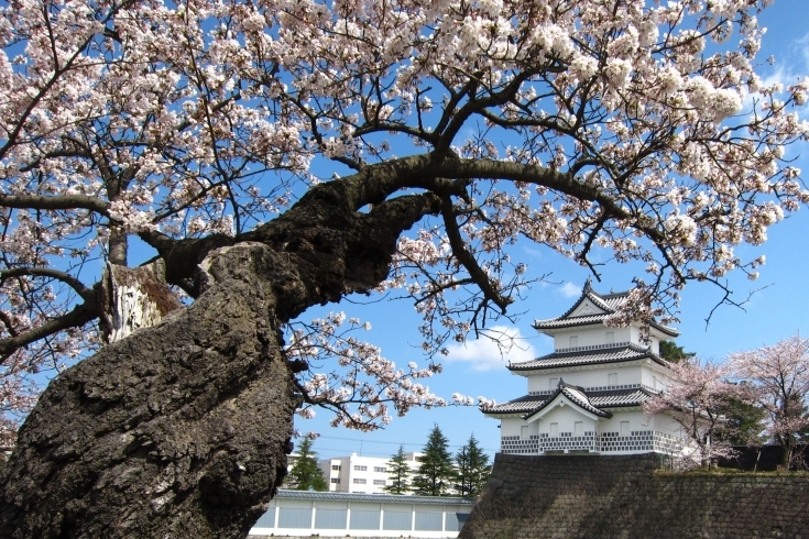 “桜の開花”が待ち遠しい新発田城も…「新発田市の「公共施設休止」に関する情報について」