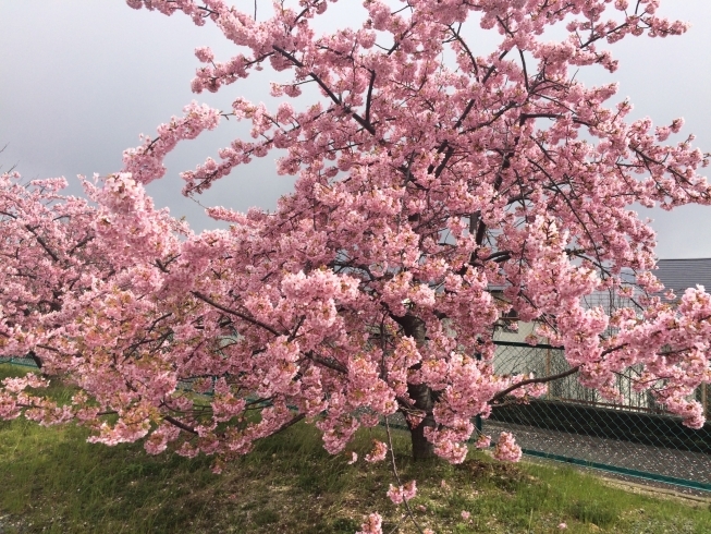 向日市内早咲きの桜「このお祭りはお見逃しなく!!」