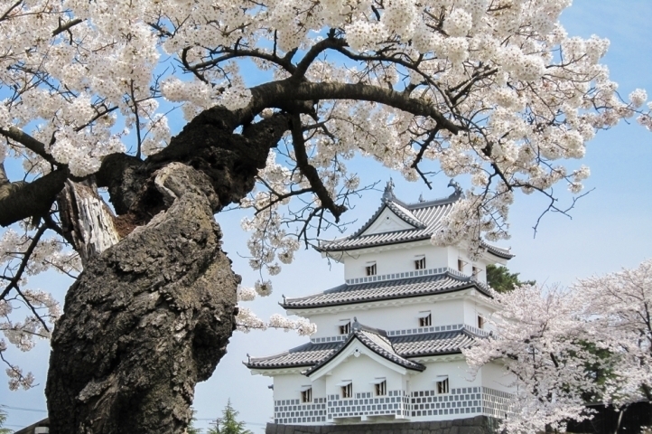 「春の「桜まつり」に関連した、イベント中止情報について」