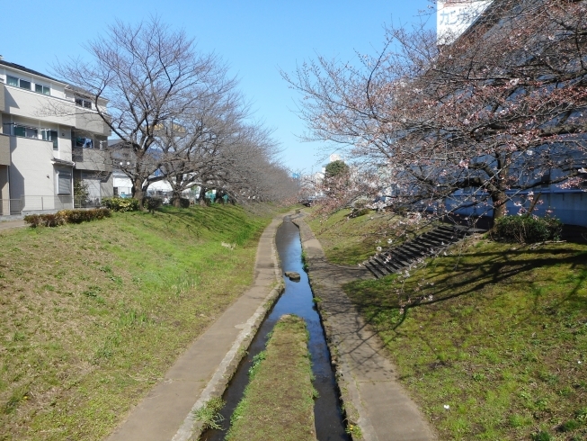 江川せせらぎ緑道。１本だけ開花確認。「都筑区内ソメイヨシノ（桜）の開花状況（3/19現在）」