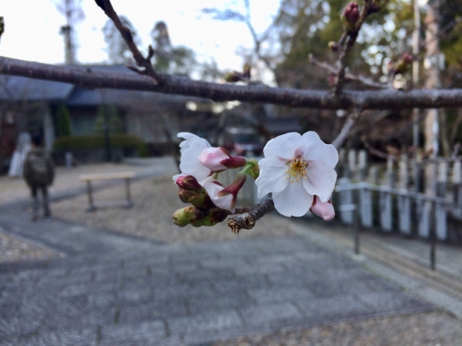 2020年向日神社にて開花一番乗りの桜です　「おしゃれさんの春は早い!?」