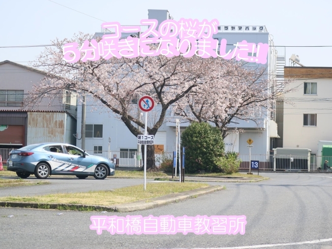 五分咲きになった第1コース「2020開花報告!!         【平和橋自動車教習所】」