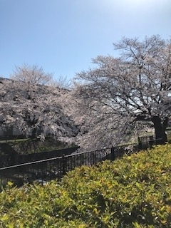 当院裏の桜並木　「コロナウイルスへの対応（休診のお知らせ）」