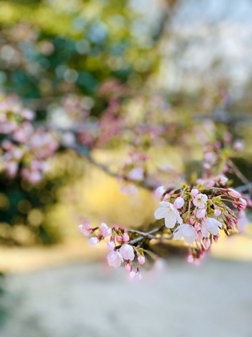 蚊屋島神社の桜「★蚊屋島神社の桜とメイク講習★米子の美容室・美容院lapark*SAKU」