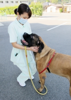 当院の看板犬、アンナちゃんです「前田動物病院」