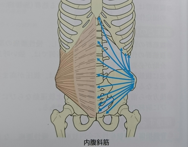 内腹斜筋！「さらに腹斜筋を刺激！」