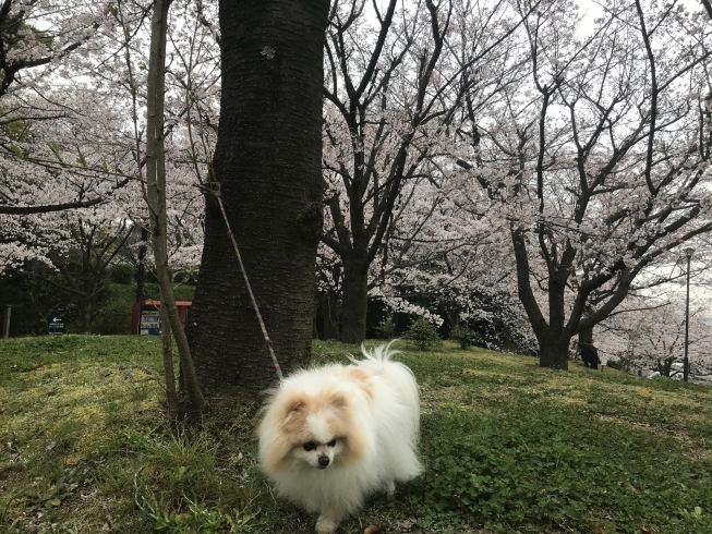 「西高1 東高1 英語クラス　中1英語クラス　生徒募集中！」