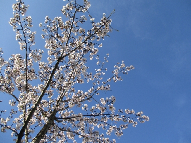 「ゆめ広川の桜、今年もきれいです！」