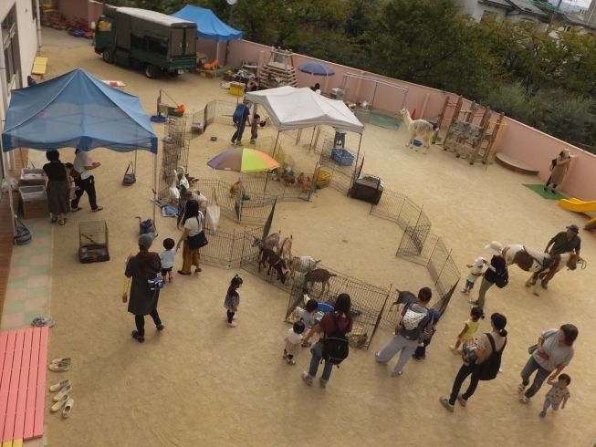 昨年の一日動物園の様子（一般親子参加）です。「お知らせ　４月の子育て支援事業は中止します。」