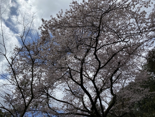 「一庫の桜満開！週末まで見頃予想♪ご予約はお早めに！」