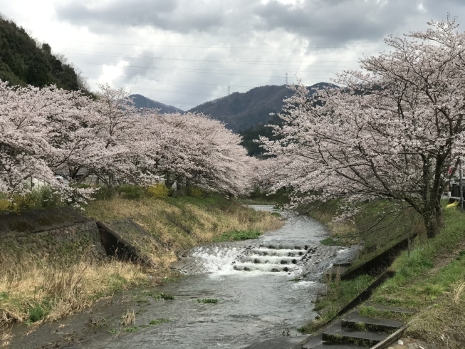 舞鶴　与保呂川千本桜「桜、満開。今日明日にでも´◡`」