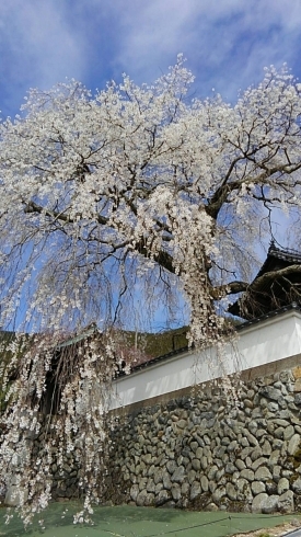 播磨一本堂「光福寺」の大糸ざくら「2020 桜情報」