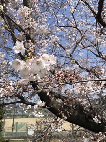 「西条市加茂川の桜」
