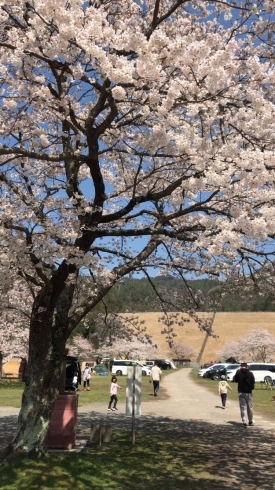 満開の桜「見事な桜」